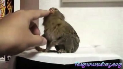 Finger Monkey- Worlds Smallest Monkeys