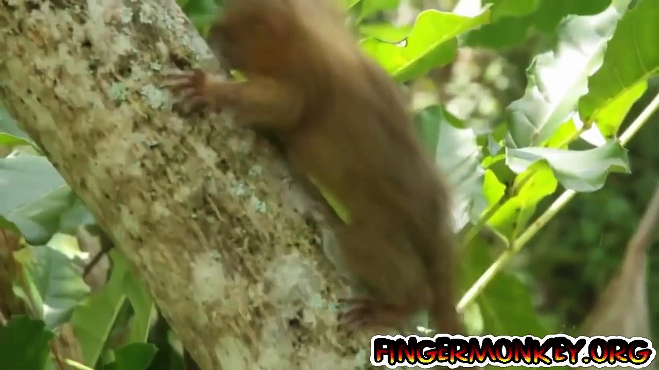 Worlds Smallest Monkeys