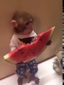 monkey eating watermelon