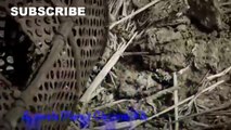 Wow! Amazing Vidoe,How To Catch Snake In Cmabodia