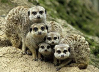 Must Watch |  How a Mongoose Mother help her little child to climb the wall.