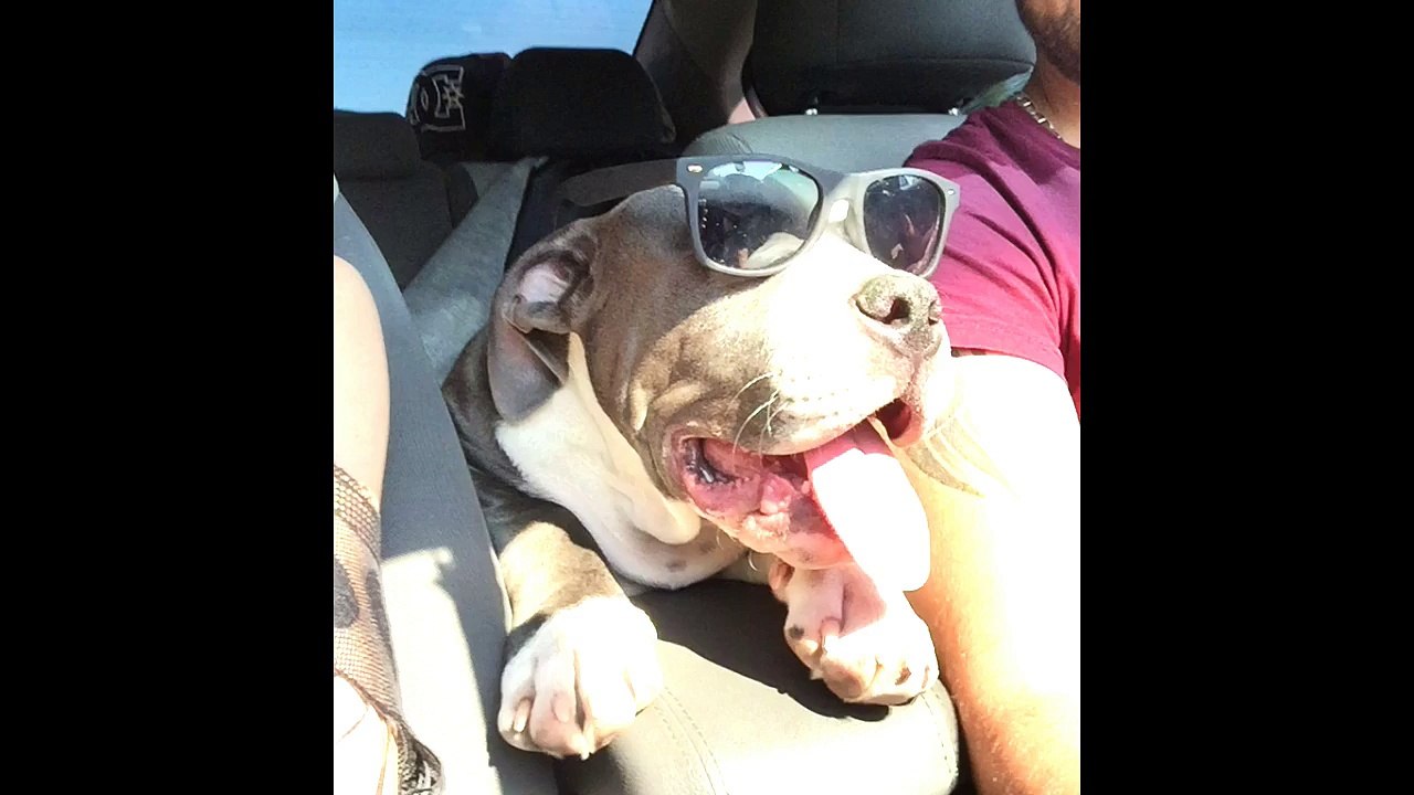Dog wears glasses