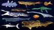 Prehistoric Sea Life - Dunkleosteus - The Kids' Picture Show (Fun & Educational Learning Video)