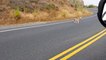 Coyote Hitchhiker