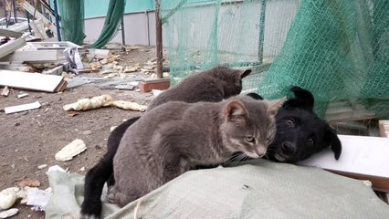 Cat Gives Dog a Massage