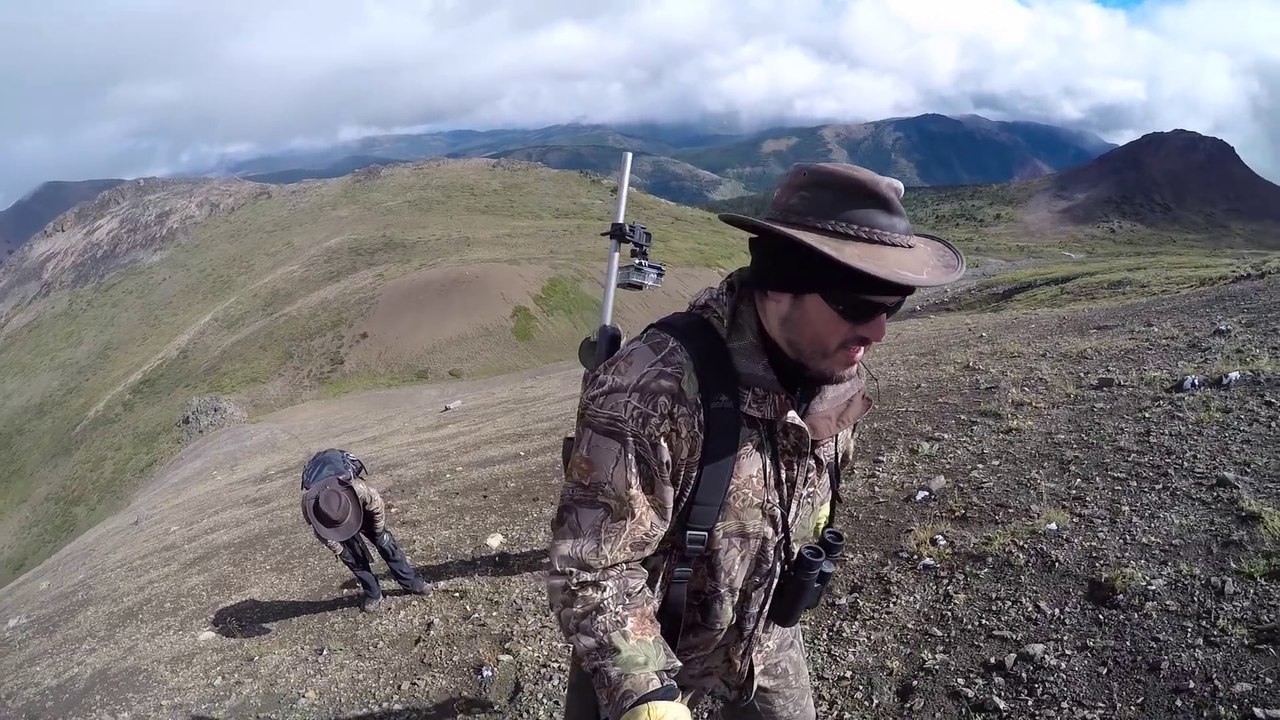 Croiser un ours brun et ses deux ourson en randonnée familiale