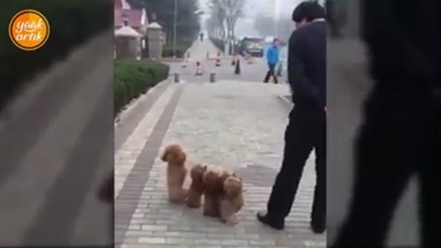 Aile boyu eğitim almış köpekler