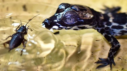 Baby Crocodiles Are The Cutest Thing You Will See All Day