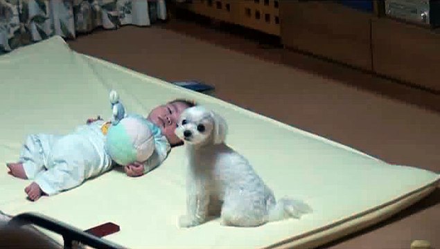 Ce chien a une technique imparable pour stopper les pleurs des bébés