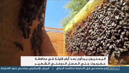 ‫عسل السدر هو الأجود والأغلى في اليمن‬‎