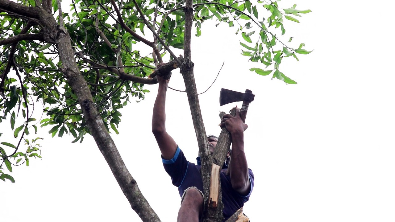 Man Cutting Tree 2