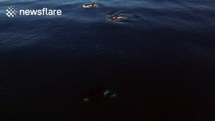 Massive pod of killer whales off southern California