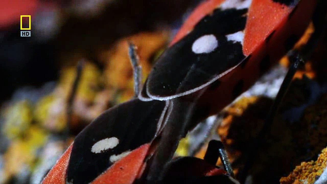 Дикая природа России 6. Первозданные долины