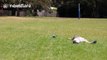 Drone hits sunbathing man