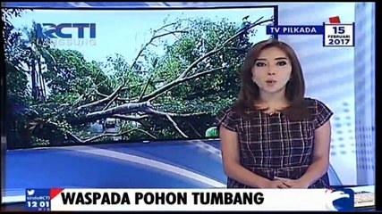 Waspada Pohon Tumbang Timpa Kendaraan