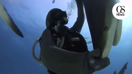 grand requin blanc transe