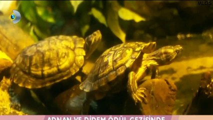 Kısmetse olur 297.bölüm - Didem ve Adnan'ın Akvaryum gezisi