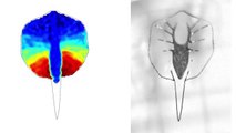 Scientists Create a Light-Guided Robotic Stingray Using Rat Parts