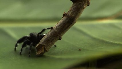 Jumping Spiders Jump Around, Jump Up, Jump Up, and Get Down