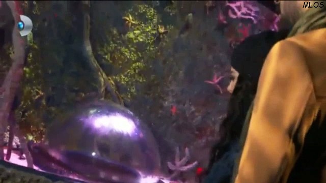 Kısmetse olur 297.bölüm - Didem ve Adnan akvaryumun içine giriyor