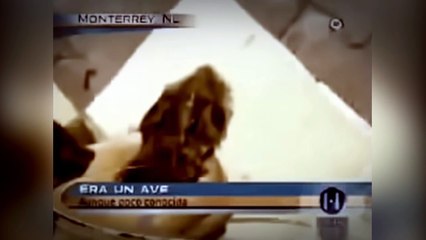 5 vídeos de DRAGÕES REAIS _ Listopédia Sobrenatural