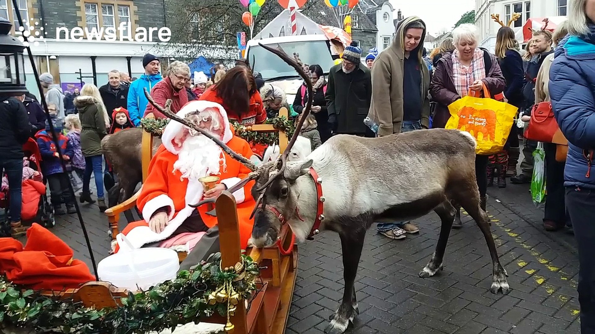 Reindeer pull Santa's sleigh into Aberfeldy in Scotland