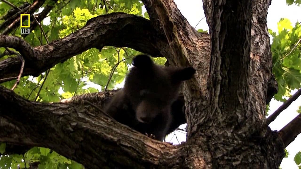 Дикая природа России 5. Таежный край