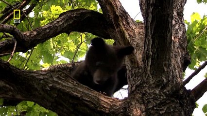 Дикая природа России 5. Таежный край