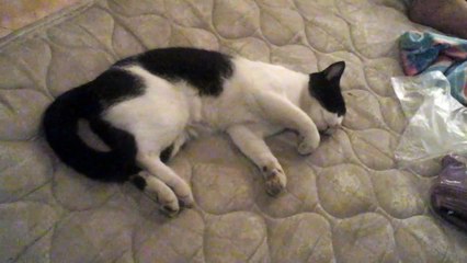 Un chat qui dort a l'air de courir