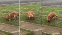 Cão faz asneiras mas disfarça da melhor maneira possível quando é intercetado pela dona