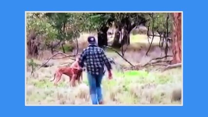 Homem dá Murro na Cabeça de Canguru para salvar o seu cão