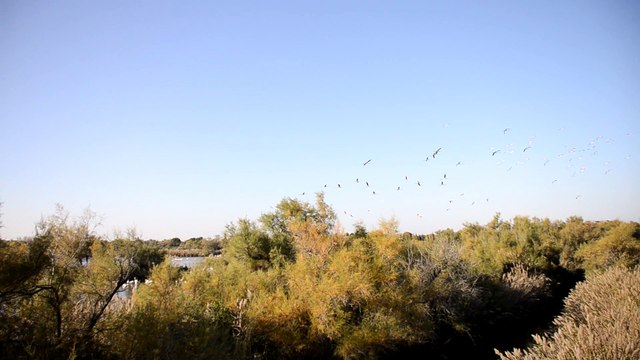 Camargue Pont-de-Gau, parc aux 2000 flamants roses, vols de flamants