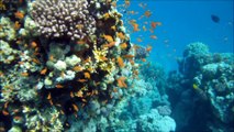 Schnorcheln in der Makadi Bay im Roten Meer - Snorkeling in Makadi Bay