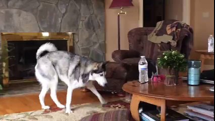 Hurlement de chiens agacés