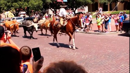 More Cows for Kids- A Cow Video for Children who  like Cattle