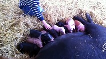Piglets Playing and Mini Pigs Feeding - Cute Animals for Kids - Livestock