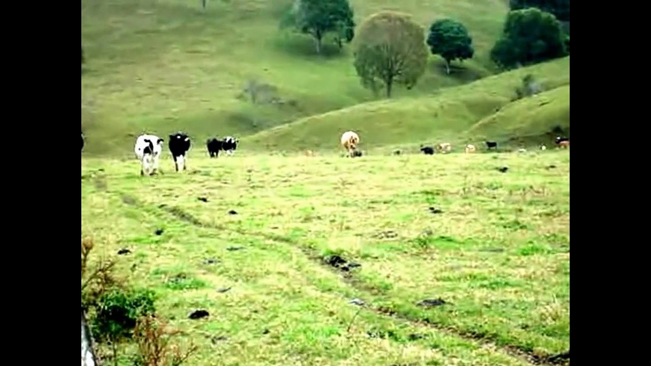 Cow videos for children - Cows for Kids Mooo! - Livestock