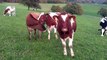 Cows for Kids 4 - More Cow Videos for Children - Livestock