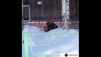 Este es el gracioso momento en que un oso intentó subirse en un columpio