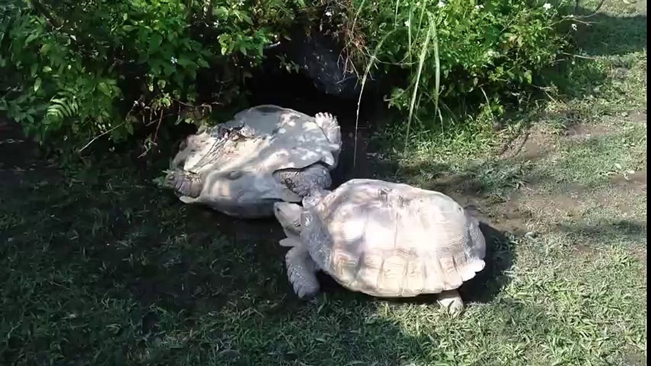 Un amour de tortue