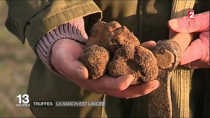 Truffes : la saison est lancée