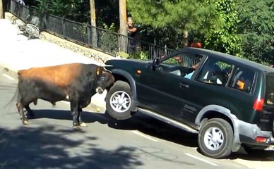 Öfkeli Boğa Cipi Havaya Kaldırdı