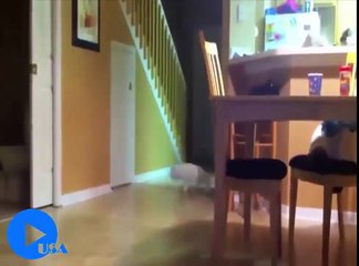 En Komik Kedi Videoları (Mutlaka İzleyin!!!)