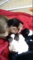 Singe et ses nouveaux chiots