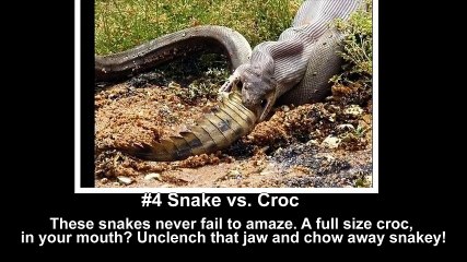 watch 10 pictures that prove that australia is scariest and craziest places in the world