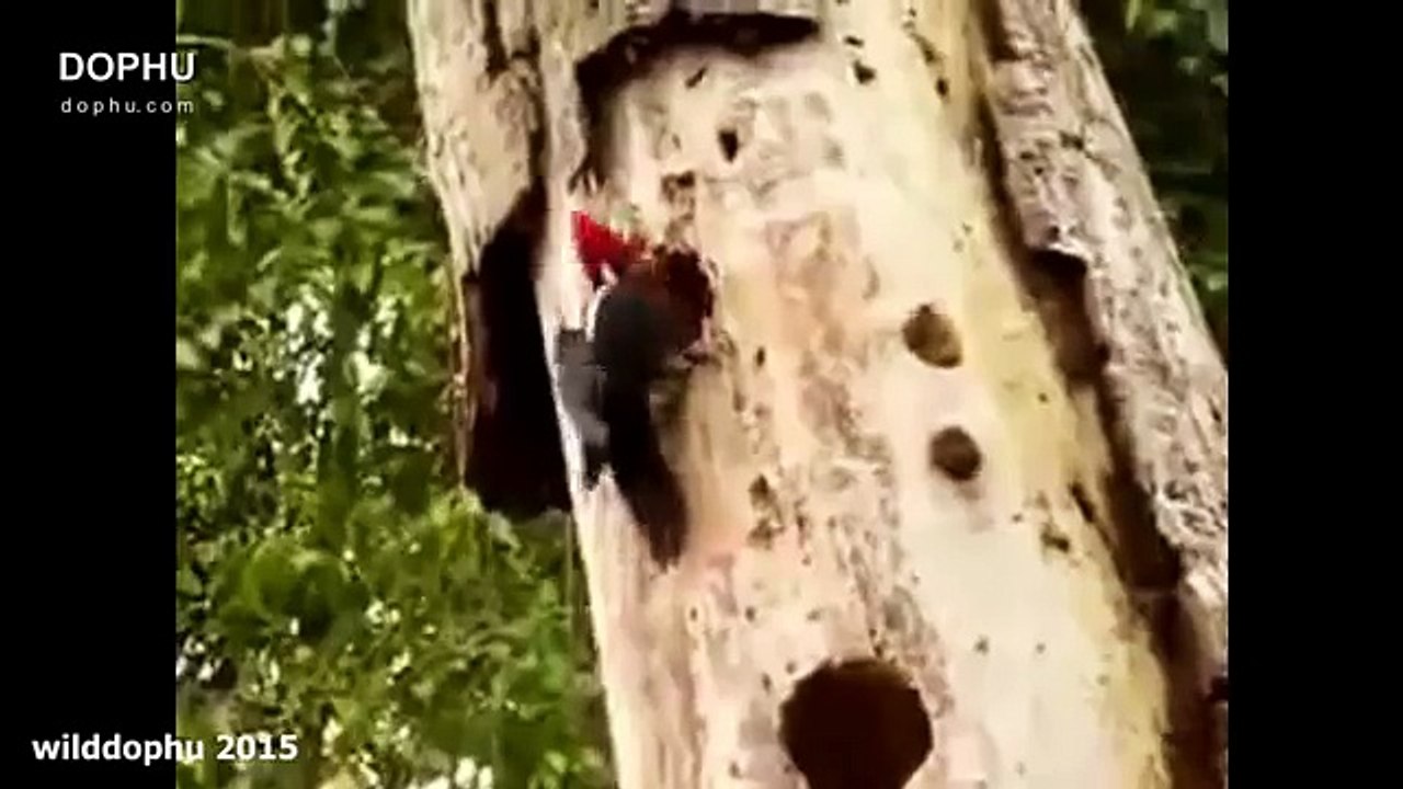 10 CRAZIEST Snake Fights Caught On Camera - Mos...