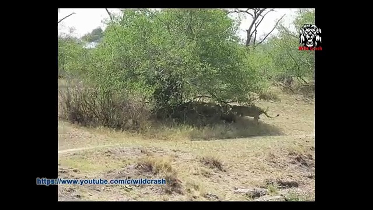 15 CRAZIEST Animal attacks Caught On Camera - Most Amazing Wild Animal Attacks