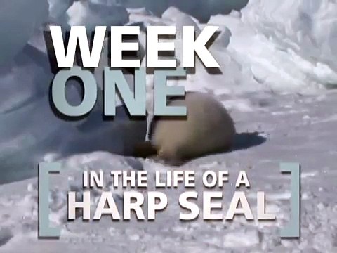 The Life of a Baby Harp Seal