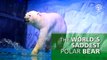 World s saddest polar bear lives in Chinese mall