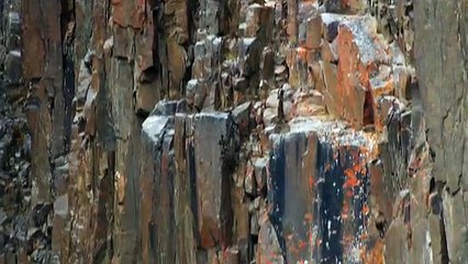 A Beautiful Chick of Duck Fall From Peak But Save How ? See Must HD